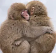Monkeys Cuddling Amazonas Zoo