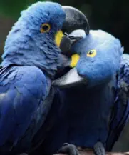 Blue Parrots Amazonas Zoo
