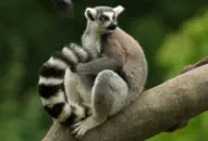 Lemur at Amazonas Zoo with page link