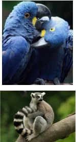 Είσοδος Αμαζόνας